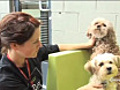 Altro che vita da cani | BahVideo.com
