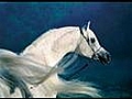 Arabia Horses 2 | BahVideo.com