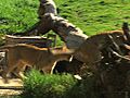 Lion Camp Cubs | BahVideo.com
