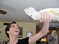 Cockatoos are People Too  | BahVideo.com