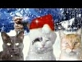 JINGLE CATS Let It Snow Cat SCREEN TEST 006 HD | BahVideo.com