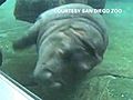 Baby Hippo Does Underwater Ballet | BahVideo.com