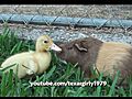Adorable Guinea Pig VS Two Ducklings | BahVideo.com