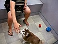 mason 寵物店 | BahVideo.com