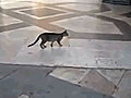 Speedy Cat Takes Off After Pigeon | BahVideo.com