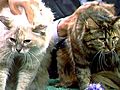Cats Available For Adoption At Hawaiian  | BahVideo.com