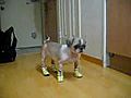 Dog has no idea how to walk in stupid dog boots | BahVideo.com