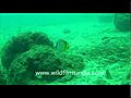 Fishes in Andaman | BahVideo.com