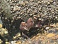 Crab Piggyback | BahVideo.com