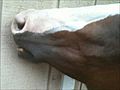Horse enjoys massage | BahVideo.com