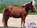 Les chevaux de mon club | BahVideo.com