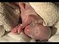 Dog Birth Pregnant Labor And Birth Part 1  | BahVideo.com