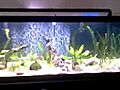 juvenile red belly piranhas new setup and a look at the parents tank | BahVideo.com