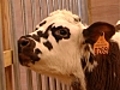 Les b b s animaux de la ferme du Salon de  | BahVideo.com