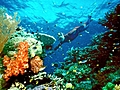 Great Barrier Reef | BahVideo.com