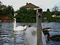 Swans adopt baby geese | BahVideo.com