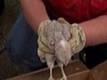 Baby Hawk Reunited With Family | BahVideo.com
