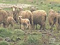 Pitbulls terrorise backyard sheep | BahVideo.com