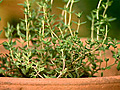 Spotlight on Herbs Thyme | BahVideo.com