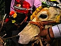 Cows Get Married | BahVideo.com