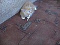 Kitten with cigarette addiction | BahVideo.com