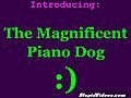 The Magnificent Piano Playing Dog | BahVideo.com
