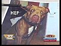 Wrong Dog Euthanized | BahVideo.com