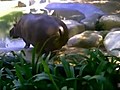Un hippo se transforme en pulv risateur d excr ments  | BahVideo.com