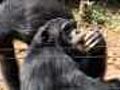 Rescue center a chimp sanctuary | BahVideo.com
