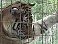 Lions Tigers Leopards - BIG CAT CAMP  | BahVideo.com