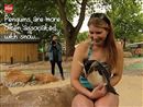 Een tropisch zwemparadijs voor de pinguins in de Londense Zoo | BahVideo.com