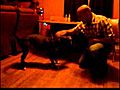 The sweetest little pitbull she s nothing  | BahVideo.com