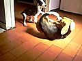pitbull vs beagle | BahVideo.com
