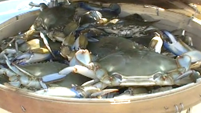 Do-it-yourself crabbing | BahVideo.com