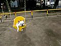 Smallish Dogs Enjoy Swings at City Park | BahVideo.com