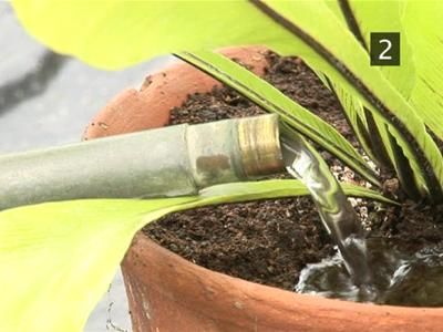 How To Water House Plants | BahVideo.com