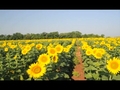 Sunflowers Blooming in Maryland | BahVideo.com