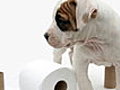 How To House Train Your Puppy | BahVideo.com