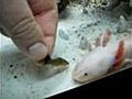 axolotl gobe un poisson | BahVideo.com