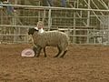 Mutton Busting In Muldrow | BahVideo.com