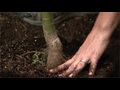 How to plant a tree | BahVideo.com