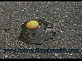 Hot in Minneapolis Today 104 Degrees in the Shade So Go Fry an Egg on the Sidewalk  | BahVideo.com