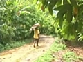 Le cacao f ve d amp 039 avenir Saint-Domingue | BahVideo.com