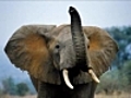 Chloé au pays des éléphants | BahVideo.com