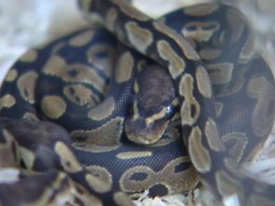Boy left home alone with loose snakes | BahVideo.com