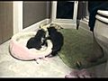 baby kittens 4 | BahVideo.com