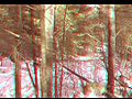 3D Forest Run - RED BLUE CYAN glasses | BahVideo.com