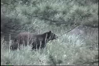 Bear near Left Hand Canyon | BahVideo.com