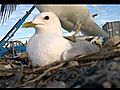 Seagull nest mating | BahVideo.com