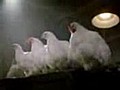 Tavuklardan emmamme dans  | BahVideo.com
